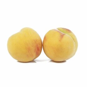 PERCOCCA (LUSETTI ANDREA)