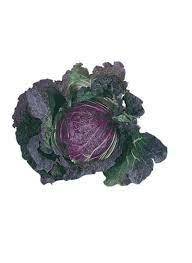 VERZA SAN MICHELE (CA'MAGRE)