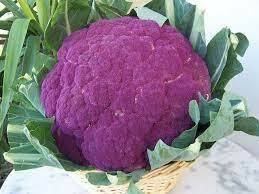 CAVOLFIORE VIOLETTO  (JESSYFLOR)