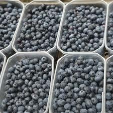 MIRTILLO  VASCHETTA 500 gr.  (HORVAT C.)