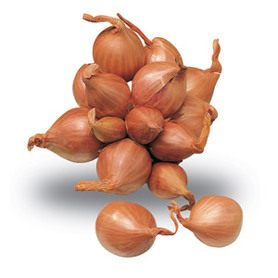 SCALOGNO (SORAGNOLA)