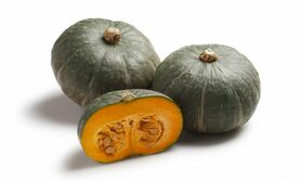 ZUCCA DELICA (Lazzari G.)