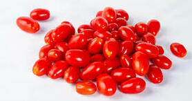 POMODORO DATTERINO  (TERRAMATTA)