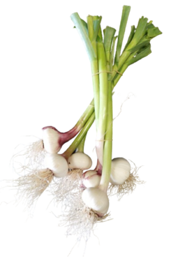 AGLIO FRESCO SFUSO  (CA'MAGRE)