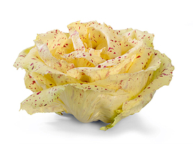 RADICCHIO VARIEGATO  (EL TAMISO)