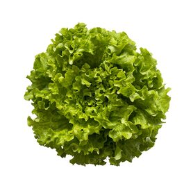 LATTUGHE MISTE (LAGO MATTIA)