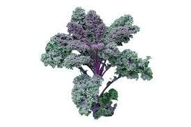 CAVOLO RICCIO ROSSO (Re Laurino di Zannini G)