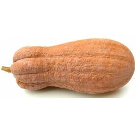 ZUCCA VIOLINA  (CAVALLI L.)